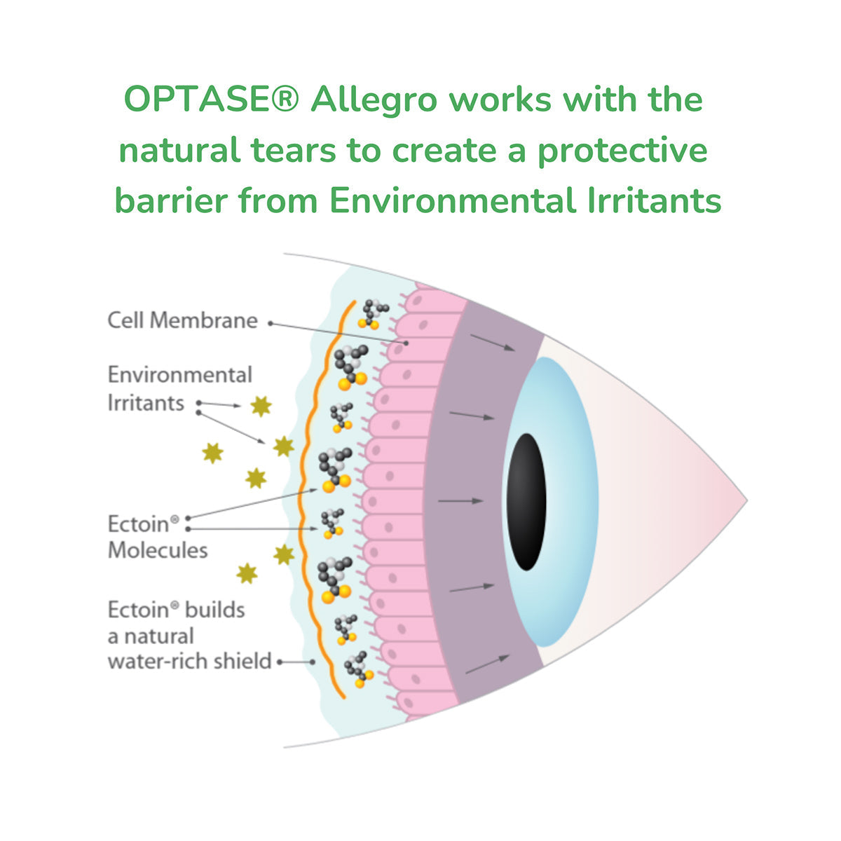 Diagram of an eye labeled: cell membrane, environmental irritants, ectoin molecules. Ectoin forms a water-rich shield. Text: Preservative-free Optase Allegro Eye Drops for allergy dry eye symptoms protect from environmental irritants by working with natural tears.