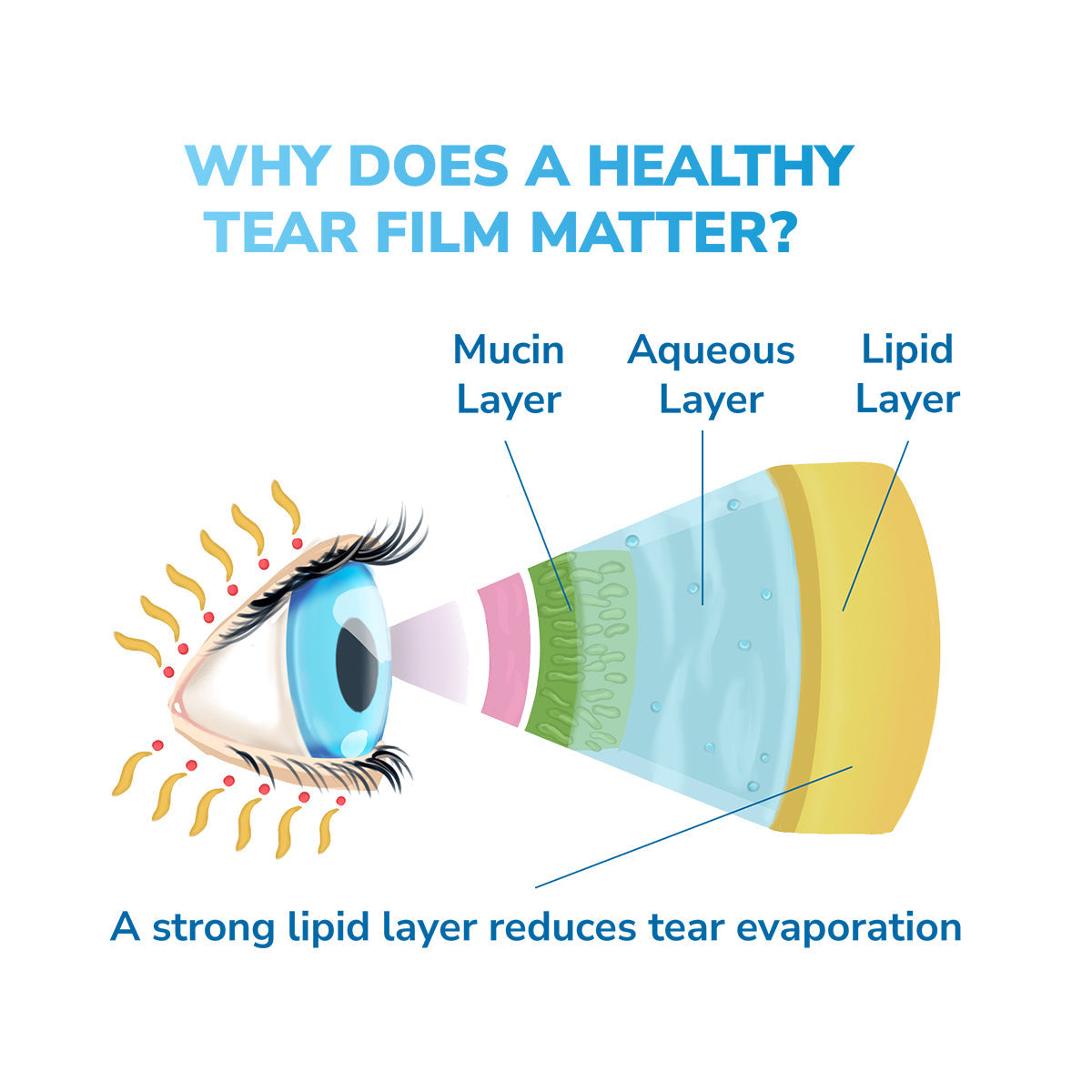 Eye diagram shows tear film layers: mucin, aqueous, lipid. Text asks, Why is a healthy tear film important? A strong lipid layer reduces evaporation. Use Optase DryEye Kit featuring the (A) Heat Mask, Cleansing Wipes, and Intense Eye Drops for optimal eyelid hygiene and moist heat therapy.