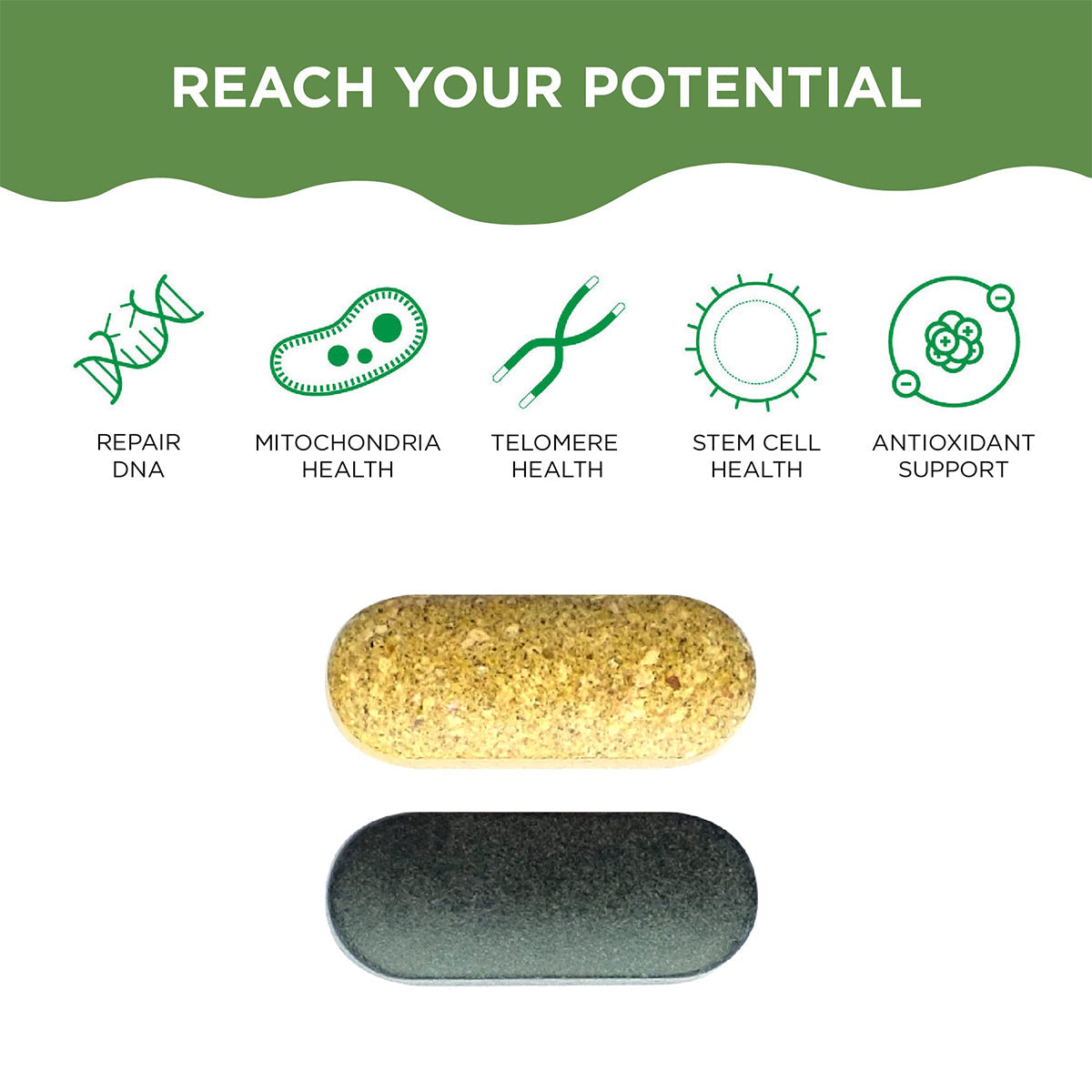 Two pills, one beige and one dark green, lie on a white background. Icons above them read: Repair DNA, Mitochondria Health, Telomere Health, Stem Cell Health, and Antioxidant Support. At the top, it says, Reach Your Potential with HealthyCell AM PM Healthspan Vitamins (30 day Supply).