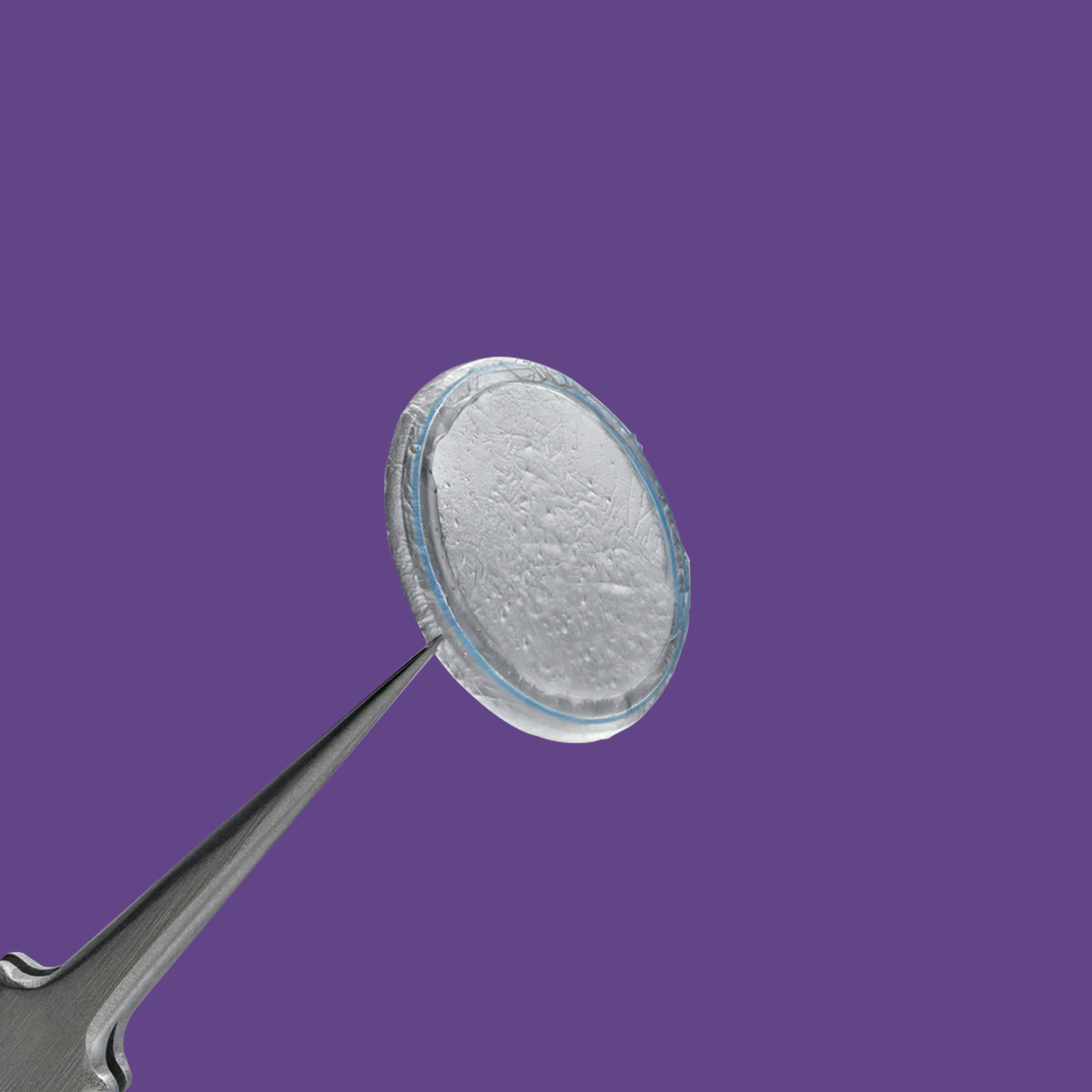 A close-up of metal tweezers holding a Prokera Amniotic Membrane contact lens from BioTissue against a solid purple background, showcasing its clear and slightly textured surface that highlights its regenerative healing potential.